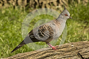 The Crested Pigeon Ocyphaps lophotes.
