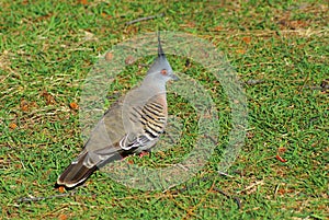 Crested pigeon profile closeup