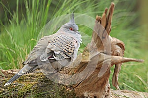 Crested pigeon