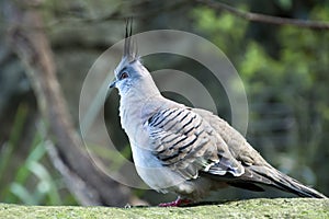 Crested pigeon standing on rock