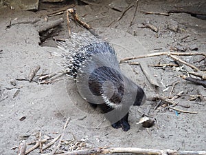 Crested porcupine, or comb porcupine Hystrix cristata, a known member of the porcupine family Hystricidae. An animal on