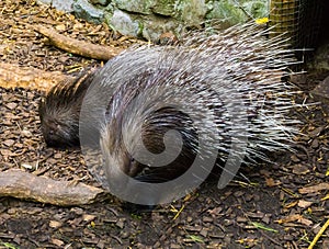 Crested porcupine mother whit her young child standing together in the sand