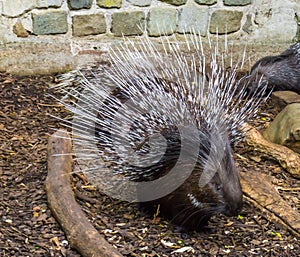 Crested porcupine raising and spreading its quills to defend its child a defensive and threatening pose