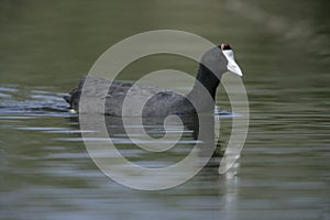 Crested or red-knobbed coot, Fulica cristata