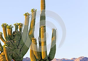 Crested saguaro