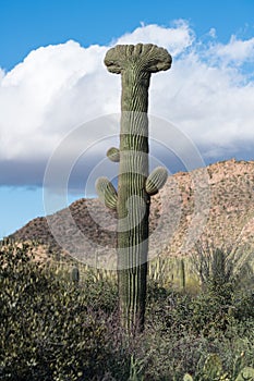 Crested Saguaro in National Park West Tucson