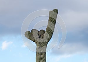 Crested Saguaro in National Park West Tucson