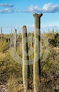 Crested Saguaro in National Park West Tucson