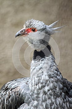 Crested Screamer