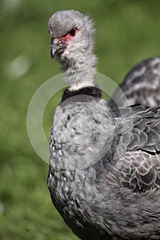 Crested screamer