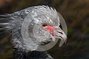 Crested Screamer