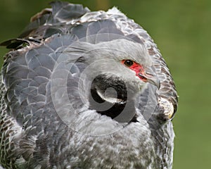 Crested Screamer