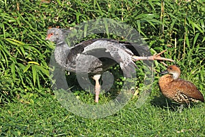 Crested screamer