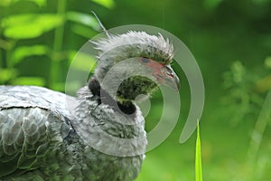 Crested screamer