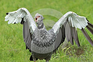 Crested screamer