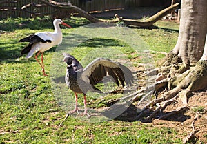 Crested Screamer Bird Spreading Its Wings