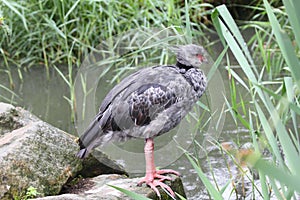 Crested screamer chauna torquata