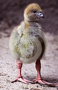 Crested Screamer Chick