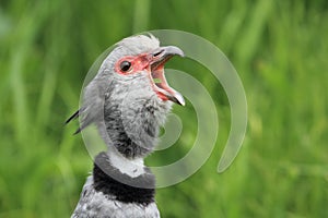 Crested screamer
