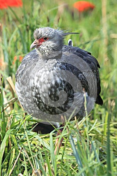 Crested screamer