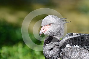 Crested screamer profile