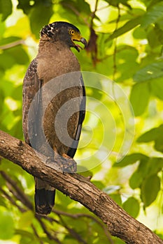 Crested serpant eagle