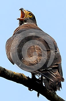 Crested serpent eagle