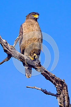 Crested Serpent Eagle