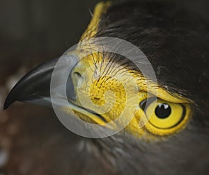 Crested Serpent-Eagle