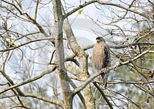 Crested serpent eagle