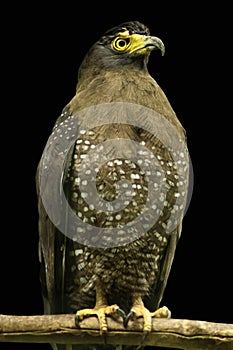 Crested Serpent Eagle