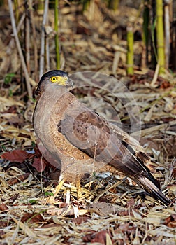 Crested serpent eagle