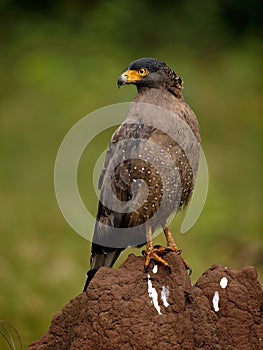 Crested Serpent eagle