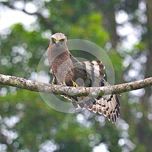 Crested Serpent-Eagle