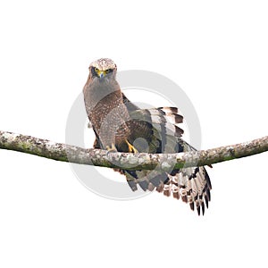 Crested Serpent-Eagle