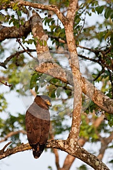 Crested Serpent Eagle in Bandipur National Park photo