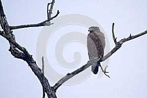 Crested serpent eagle, Bardia, Nepal