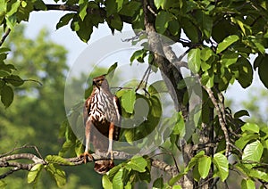 Changeable hawk eagle photo