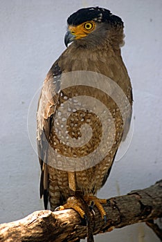 Crested serpent eagle, Butterworth, Malaysia