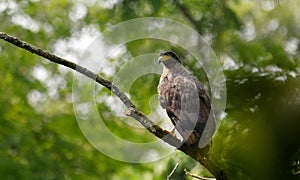 Crested serpent eagle clicked at Chitwan national park,  Nepal