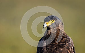 Crested Serpent Eagle - Close-up