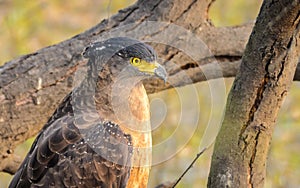 Crested Serpent Eagle close-up
