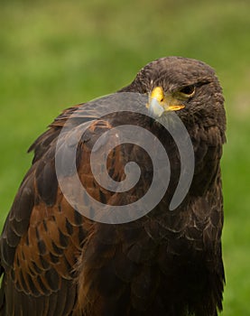 Crested serpent eagle