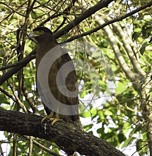 Crested Serpent Eagle