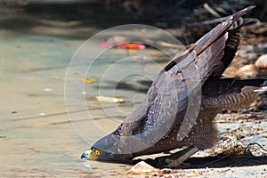 Crested serpent eagle drinking water in Wilpattu National Park in Sri Lanka