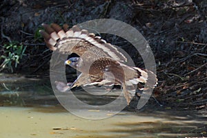 Crested serpent eagle in flight in Wilpattu National Park in Sri Lanka