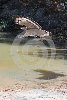 Crested serpent eagle in flight in Wilpattu National Park in Sri Lanka