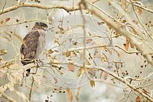 Crested serpent eagle in kaziranga