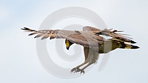 Crested serpent eagle landing, the moment before the catch photo. Legs and sharp pointy claws together. Looking under the left