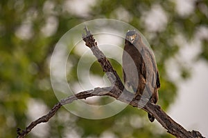 Crested serpent eagle looking down from branch